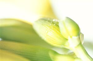 Closeup of flower buds