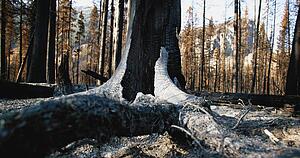 Ruins after a fire