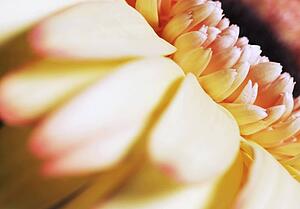 A yellow flower