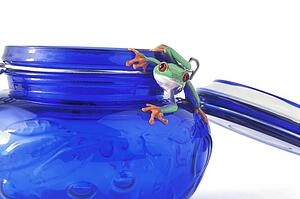 Frog hanging on a jar