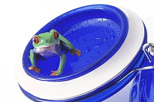 Frog on a jar lid