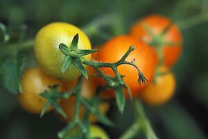 Tomatoes growing in a garden