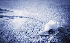 A sea shell on a beach