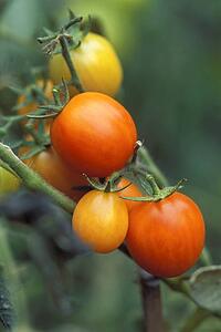 Tomatoes on the vine