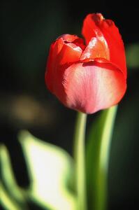 A red flower