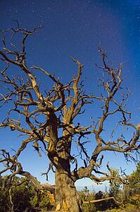Old tree against blue sky