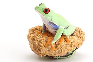 Red-eyed Tree frog