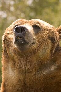Portrait of Bear