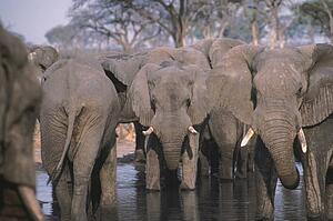 Elephant herd at a waterhole in Africa