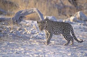Male Leopard