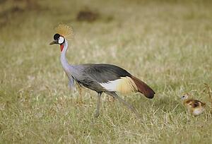 Crowned crane with colt