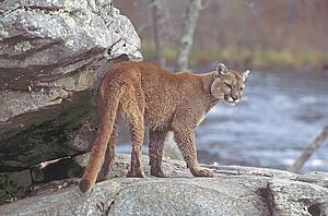 Cougar on rocks