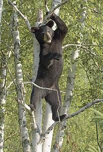 Black bear cub standing in tree