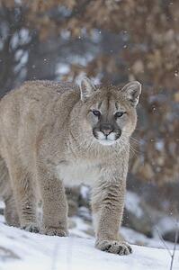 Cougar in snowfall 