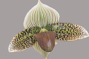 Orchid paphiopedium