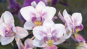 Group of Orchid Oncidium