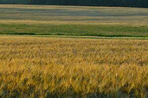 Farmland