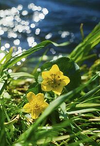 Marsh Marigolds growing in the wild