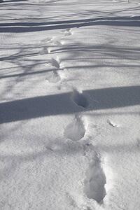 Footprints in the snow