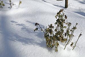Plants covered in snow