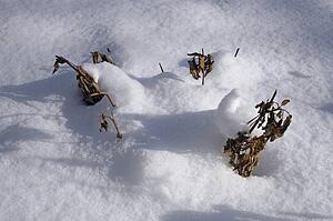 Plants covered in snow