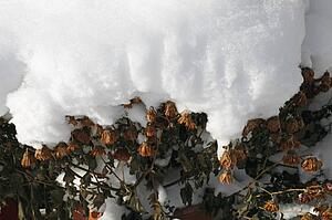 Flowers covered in snow