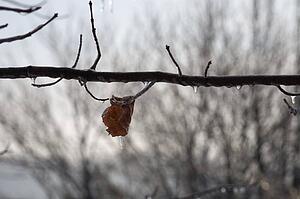 Lone leaf frozen to a tree, with icicles hanging