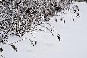 Plants covered in frost