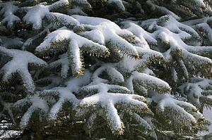 Tree covered in snow