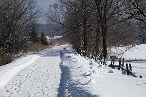 Bare trees line a snow covered country road