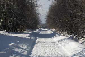 Bare trees line a snow covered country road