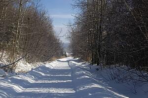 Bare trees line a snow covered country road