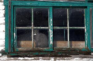 Cat looking out the window of a weather beaten country house
