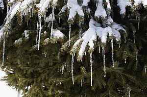 Pine tree covered in snow and icicles