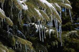 Pine tree covered in snow and icicles