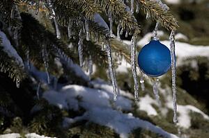 Pine tree covered in snow and icicles, with blue Christmas decoration