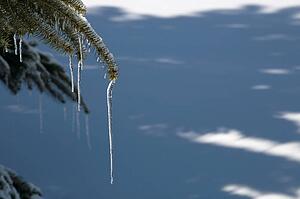 Pine tree covered in snow and icicles