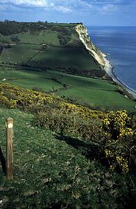 Devon, England, United Kingdom; Coastal fields and paddocks