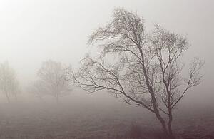 Derbyshire, England, United Kingdom; Bare tree in a fog covered field