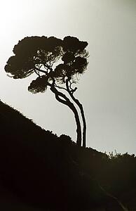 Tree bent from strong winds
