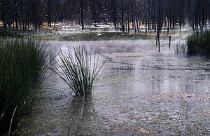 Wyoming, USA; Steaming marshland in Yellowstone National Park