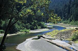 Eureka, California, USA; River winding through a Redwood forest