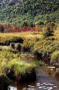 Acadian National Park, Maine, USA; Stream running though a meadow