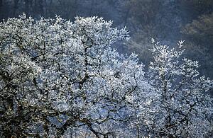 England, United Kingdom; Bare tree covered in frost