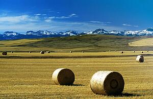 Montana, USA; Hay bales on a field, with snow-covered mountains in background