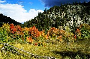 Grand Teton, Wyoming, USA; Autumn trees beneath a mountain