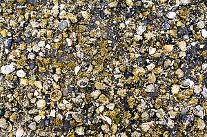 British Columbia, Canada; Close-up of shells and barnacles