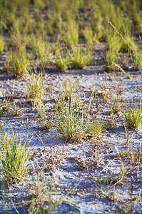 Grass in the desert