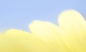 Close-up of yellow flower petals