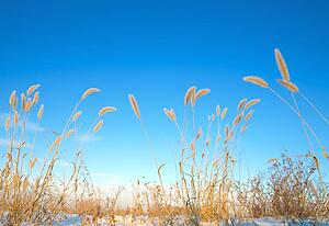 Ears of wheat